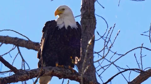 Bald Eagle Sitting on Tree Stock Footage 323137762