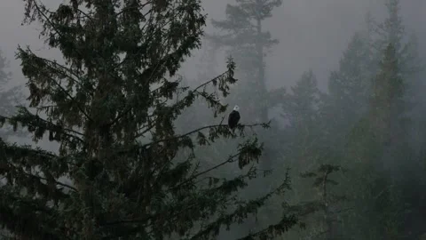 Bald eagle sitting in a tree misty forest coniferous trees cloudy hazy smoky Stock Footage 277670001