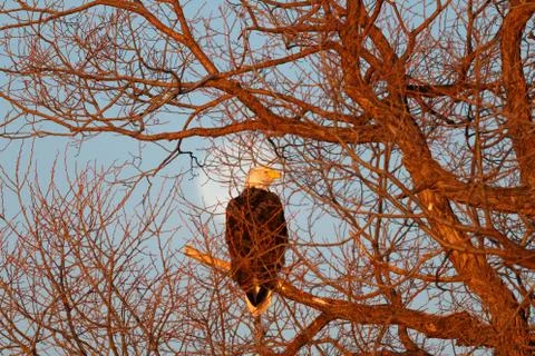 Bald eagle sitting in tree with moon background Stock Photos