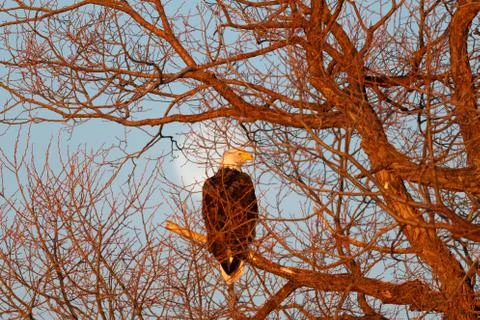 Bald eagle sitting in tree with moon background Stock Photos