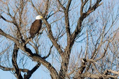 Bald eagle sitting in a tree Stock Photos