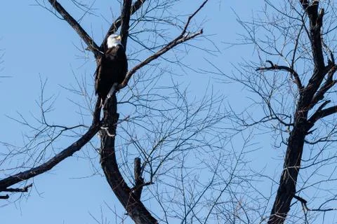 Bald eagle sitting in a tree Stock Photos