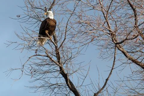 Bald eagle sitting in a tree Stock Photos