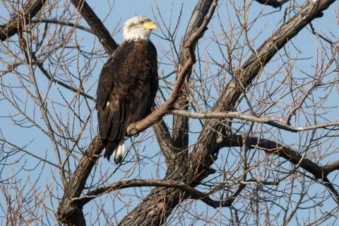 Bald eagle sitting in a tree Stock Photos