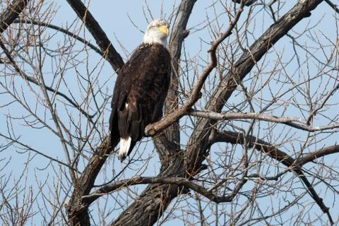 Bald eagle sitting in a tree Foto stock