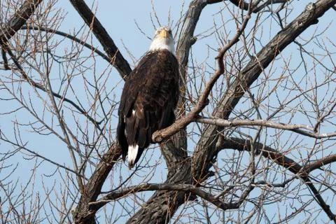 Bald eagle sitting in a tree Stock Photos