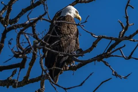 Bald eagle sitting in a tree. Stock Photos