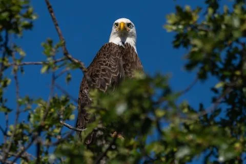 Bald eagle sitting in a tree. Stock Photos
