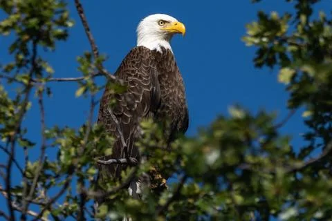 Bald eagle sitting in a tree. Stock Photos