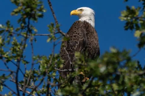 Bald eagle sitting in a tree. Stock Photos