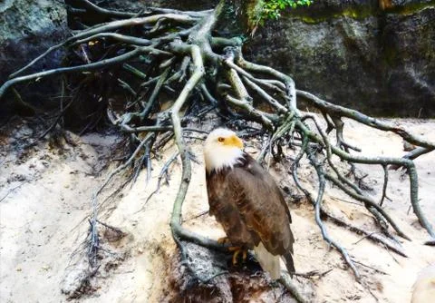 Bald eagle sitting on a tree root Stock Photos