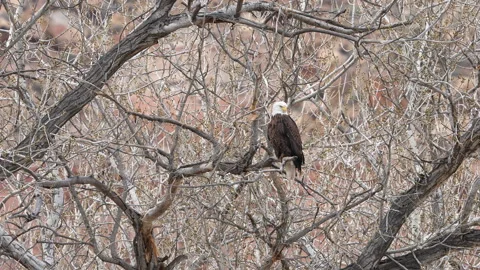 Bald Eagle sitting in a tree in southern Utah Stock Footage 329133006