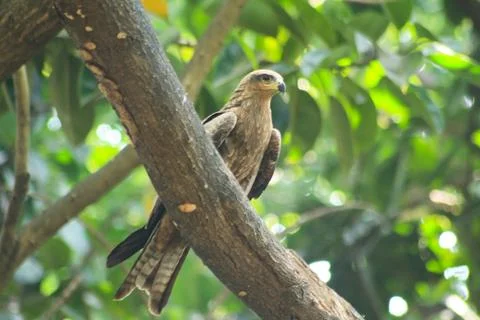Bald Eagle sitting in the tree top watching over it's nest. Stock-Fotos