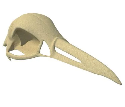 Bald Eagle Skull 3D Model