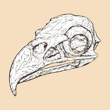 Bald eagle skull head vector illustration Illustrazione stock