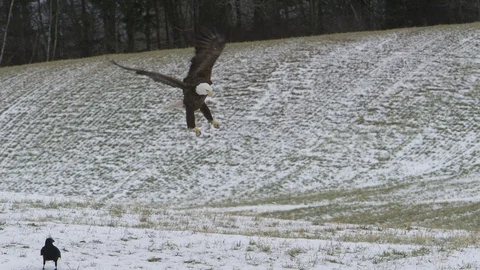 Bald eagle slow motion landing in the snow Stock Footage 107117940