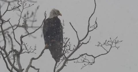 A Bald Eagle In The Snow Stock Footage 306420620