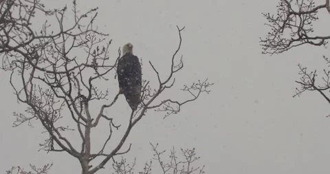 A Bald Eagle In The Snow Stock Footage 306420633