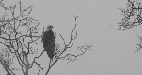 A Bald Eagle In The Snow Stock Footage 306420638