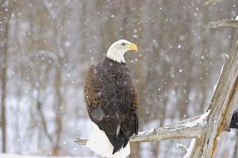 Bald Eagle In Snowfall Stock Photos