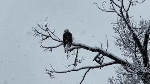 Bald eagle in a snowstorm Stock Footage 235348316