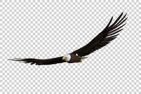 Bald Eagle soaring. 3d illustration isolated on transparent background. Stock Illustration