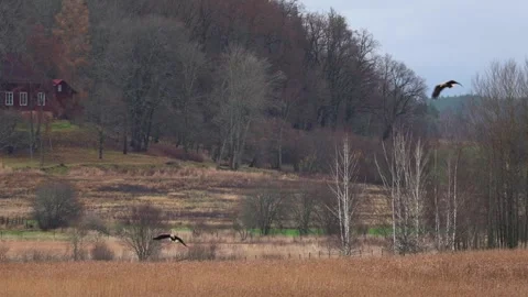 Bald eagle soaring above a lake with a forest in the background. Video stock 321744131