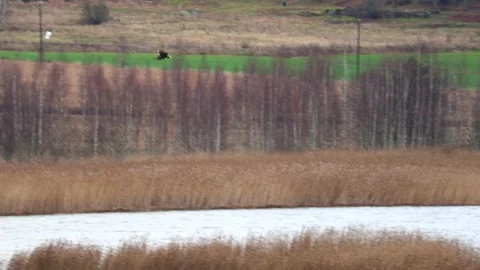 Bald eagle soaring above a lake with a forest in the background. Stock Footage 321744139