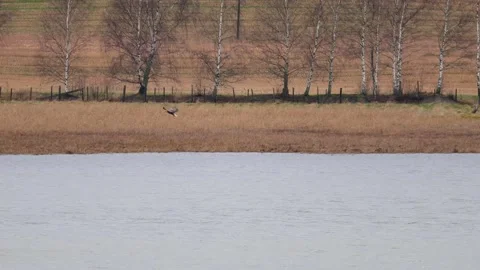 Bald eagle soaring above a lake with a forest in the background. Stock Footage 321744149