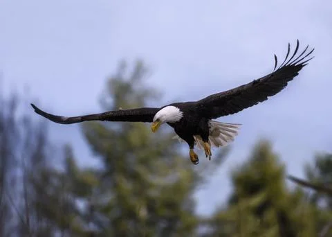 Bald eagle soaring above trees during daylight, showcasing its majestic win.. Stock Photos