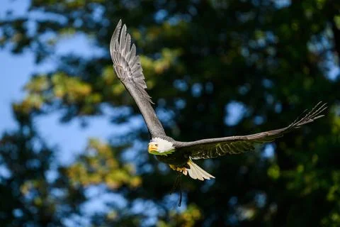 Bald eagle soaring against forest Stock Photos
