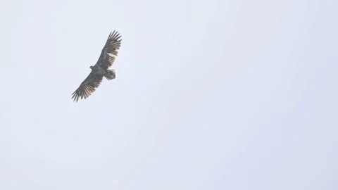 Bald eagle soaring against the sky, closeup, 4K slomo Stock Footage 176289036