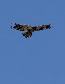 Bald Eagle Soaring in Clear Blue Sky Fotos de archivo