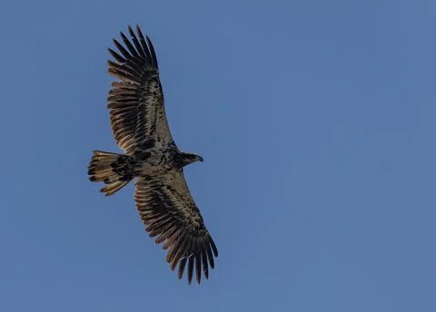 Bald Eagle Soaring in Clear Blue Sky Fotos de archivo