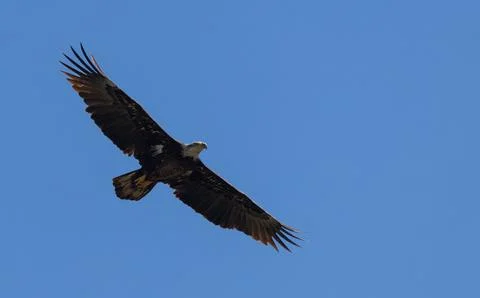 Bald Eagle Soaring in Clear Blue Sky Fotos de archivo