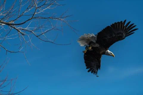 Bald eagle soaring in flight eagles flying Stock Photos