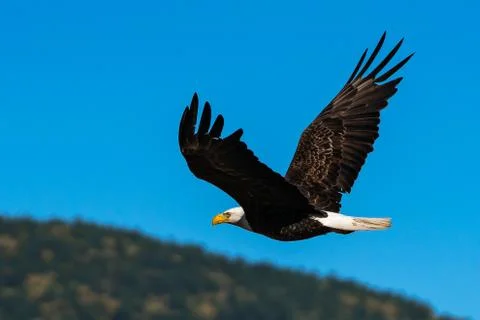 Bald eagle soaring in-flight, eagles flying. Stock Photos