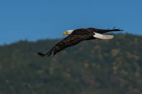 Bald eagle soaring in-flight, eagles flying. 스톡 사진