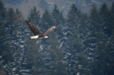 Bald Eagle Soaring in Flight Over Snowy Conifer Forest Winter Landscape With Fotos Stock