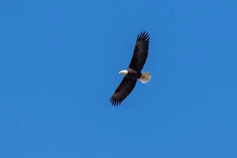 Bald Eagle soaring flying in flight. Stock Photos