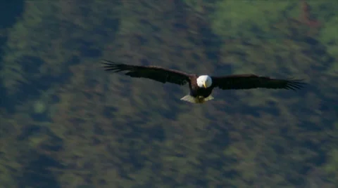 Bald Eagle soaring Stock Footage 38849649
