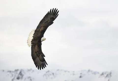 Bald Eagle Soaring in Front of Snow-Covered Mountains Stock Photos