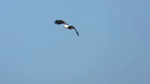 Bald Eagle Soaring High Against Blue Clear Sky. Tracking Shot Stock Footage 307285758