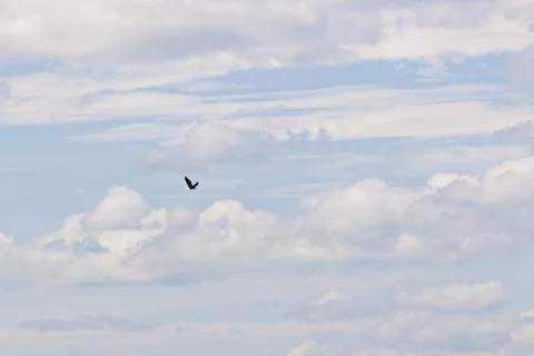 A bald eagle soaring high with the clouds. Stock Photos