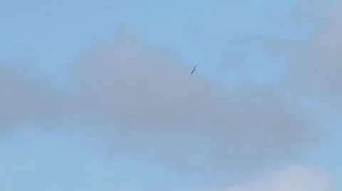 Bald Eagle Soaring High in Cloudy Sky Stock Footage