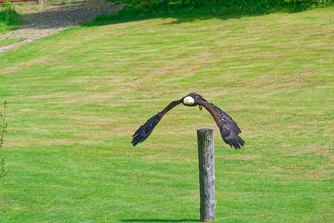 Bald eagle soaring low over green grass field near wooden post in daylight Stock Photos