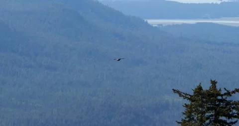 Bald eagle soaring majestically, Alaska. Douglas Island in the background. Stock Footage 334617814