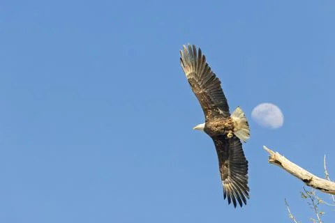 Bald Eagle Soaring with Moon in Background Fotos de archivo