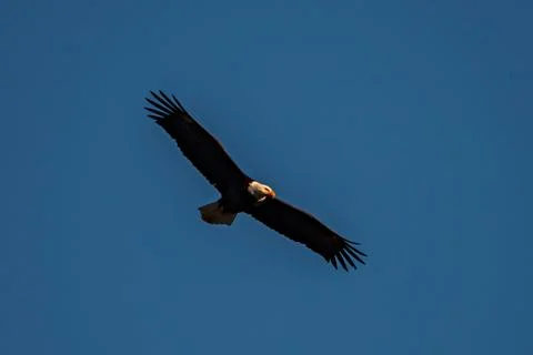 Bald Eagle soaring over the Boise River Idaho Stock Photos