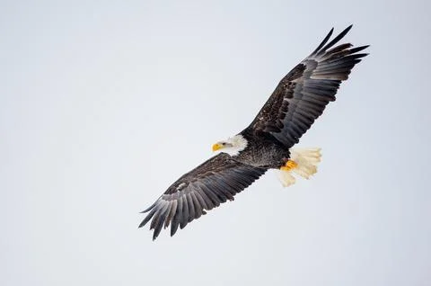Bald Eagle Soaring Over Pale Winter Sky With Outstretched Wings and White Head Stock-Fotos